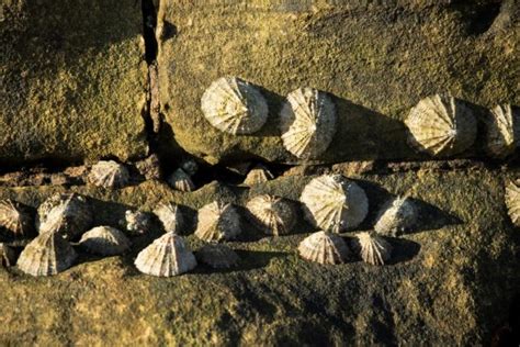 Common Limpet - Facts, Habitat, Diet, Conservation, & More - American Oceans