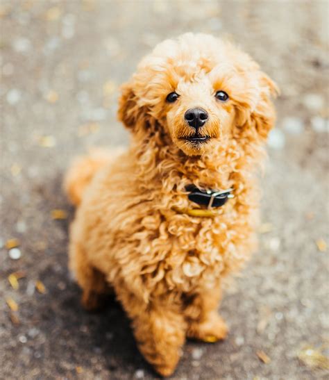 Tiny Toy Poodle Breeders In Indiana | Wow Blog