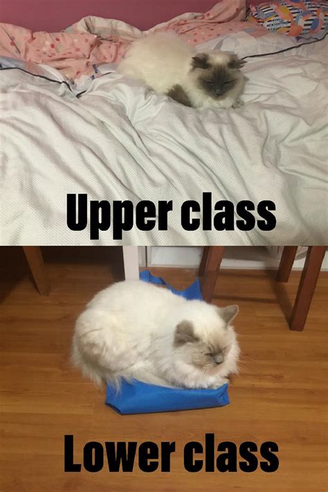 My cat were taking a nap so I made it a meme : r/cats