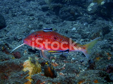 Goatfish Stock Photo | Royalty-Free | FreeImages