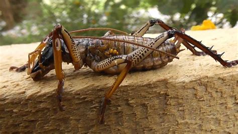 Weta (Male) Large New Zealand Cricket Up close and Personal - YouTube