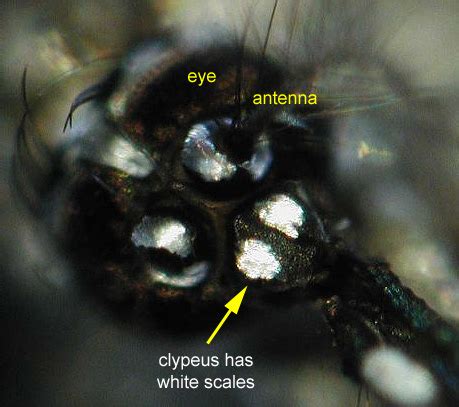 Aedes aegypti - UF IFAS Florida Medical Entomology Laboratory ...