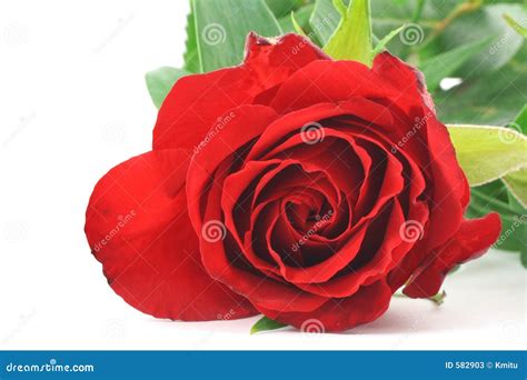 Red Rose - Real Macro Stock Photos - Image: 582903