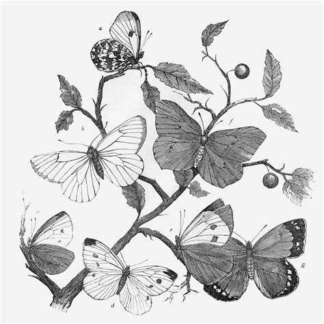 drawing group of butterflies - Clip Art Library