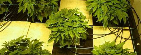 Growing Marijuana Hydroponically Indoors Using Water