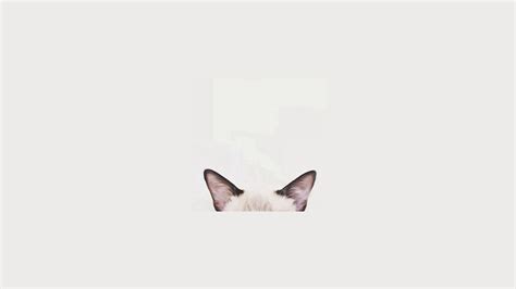 Minimalist Cat Computer Wallpapers - Top Free Minimalist Cat Computer ...