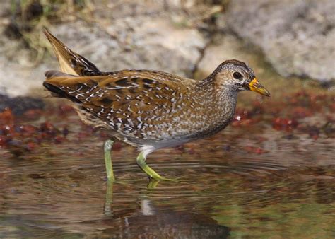 Aprende Todo Sobre Rallidae, Una Familia De Aves Aprende Todo Sobre Rallidae, Una Familia De Aves