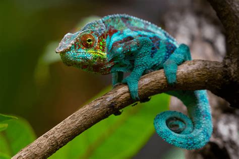 Adult Senegal Chameleon – Telegraph