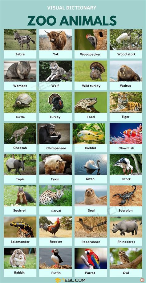 a poster with animals that are in different colors and sizes, including the words zoo animals