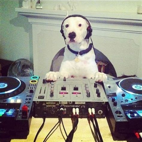 These Funny Animals (40 pics) | Animales divertidos, Animales, Dj