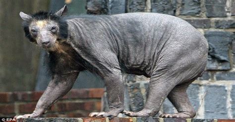 I present to you, the hairless bear. : WTF