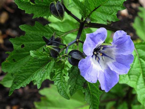 Don’t Stop and Smell These Flowers: The Poison Garden at Alnwick