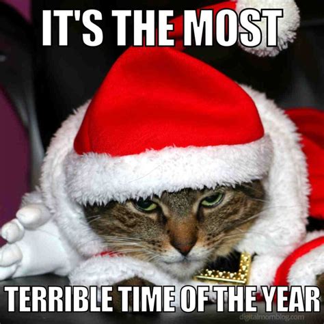 25 Purrfect Christmas Cat Memes: Feline Festive Fun