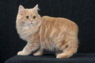 Cymric Cat Breed - Facts and Personality Traits | Hill's Pet