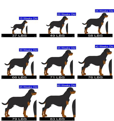 How Much Should Rhodesian Ridgeback Weigh? Rhodesian Ridgeback Weight Calculator.