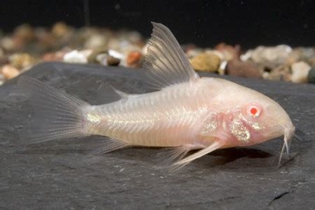 Corydoras Aeneus Albino :: aqua-terpa