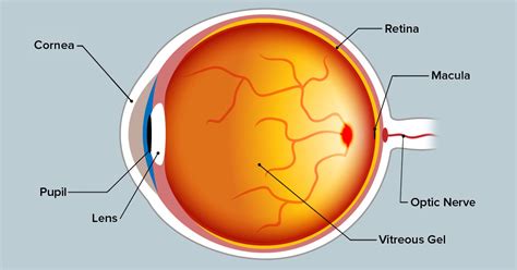 Macula Ear Diagram