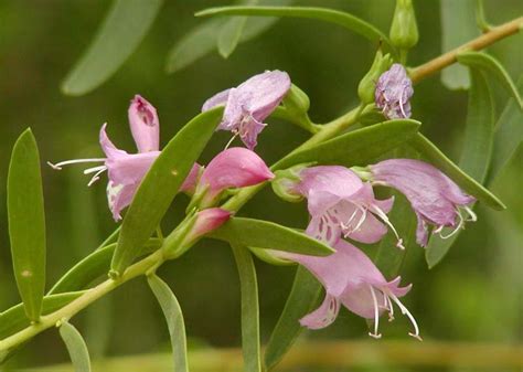 Grow Guide: Eremophila nivea (Emu Bush) | Ultimate Backyard