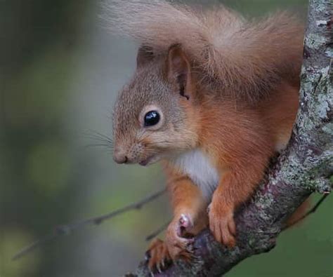 Endangered Mount Graham Red Squirrel Numbers Increase in Arizona ...