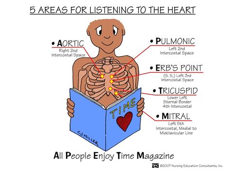 heart positions | Nursing mnemonics, Nurse, Nursing education