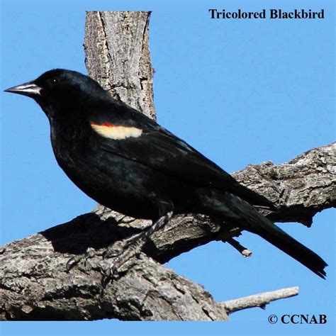 Tricolored Blackbird (Agelaius tricolor) - TRBL