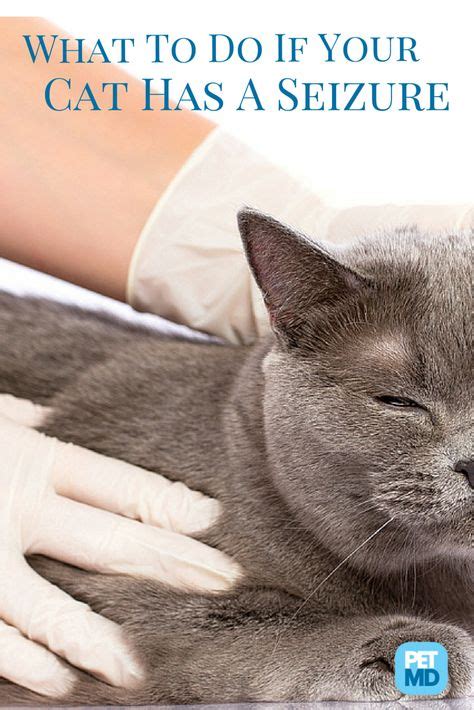 Seizures and Convulsions in Cats | Cats, Pets, Pet dogs