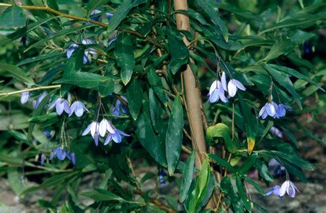 Sollya heterophylla | bluebell creeper Climber Wall Shrub/RHS Gardening