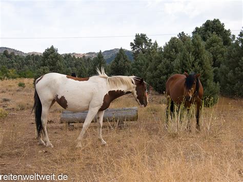 Wild Horses in Nevada / USA near Virginia City – September 2011 › Wild ...