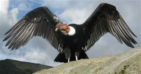 El Condor andino - Animales del Peru | Condor de los andes, Cóndor andino, Condor dibujo