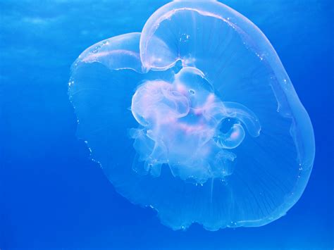 Clear Jellyfish · Free Stock Photo