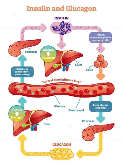 Insulin and glucose release regulation educational scheme outline diagram - VectorMine