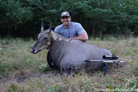 Nilgai Antelope Hunt in Texas | Nilgai Antelope Hunting Packages | Cotton Mesa Whitetail Hunting ...