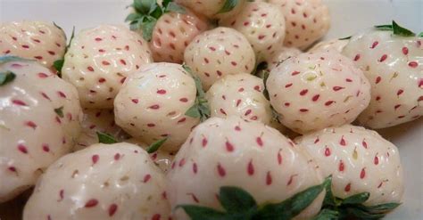 Pineberry: conoce esta increíble fruta que tiene apariencia de fresa y gusto de piña