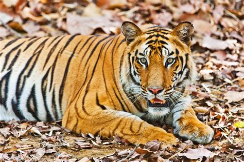 Tiger Tour in Central India | 14N 15 Days Wildlife Package MP