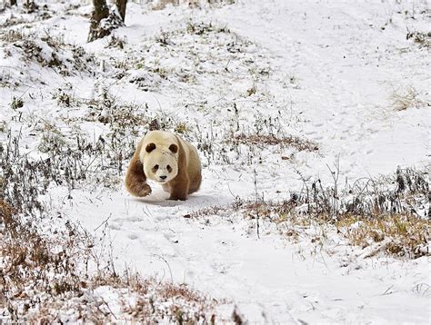 The World's Only Brown Panda, 'Qizai' Has Broken The Internet With His ...