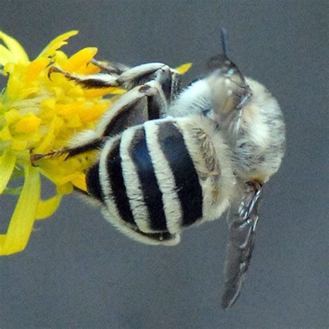 ID for Black and White Striped Bee - Anthophora Urbana