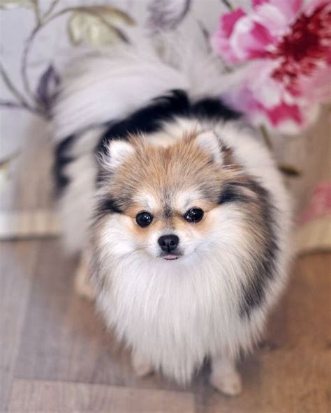 9 Reasons You Should Cuddle Your Pomeranian More Often - SonderLives