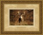 Trophy Whitetail Deer by Bill Kinney