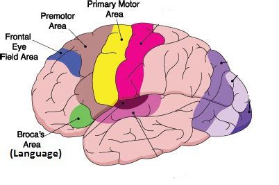 Neuro - Anatomy Flashcards | Quizlet