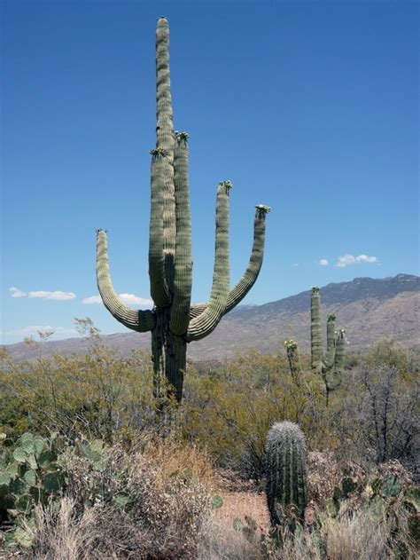 Saguaro Cactus Saguaro National Park AZ - Photorator