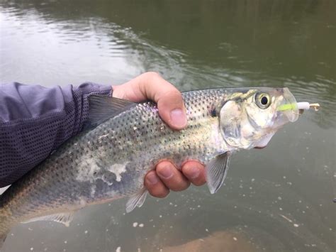 Hickory Shad | Photo by Eric Packard | Maryland Fisheries Service DNR | Flickr