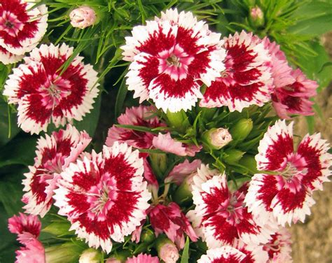 Dianthus: Plant Care and Collection of Varieties - Garden.org