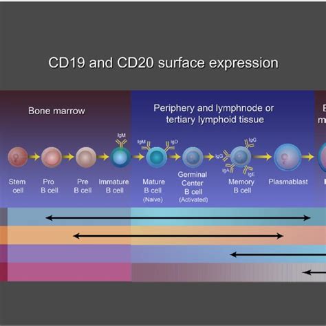 B cell CD markers. The B cell maturation process involves two phases of... | Download Scientific ...