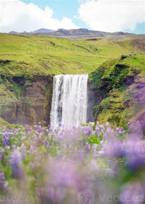 Skogafoss waterfall with purple lupin flower blooming on summer in ...