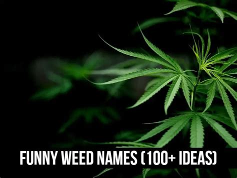 Funny Weed Names (Creative Street Names and Slang Ideas)