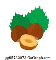 7 Hazelnut In Flat Cartoon Style Forest Natural Nut Clip Art | Royalty Free - GoGraph