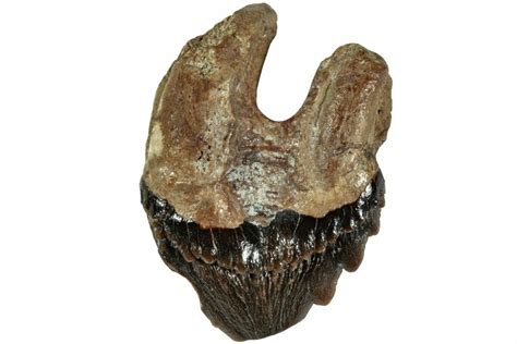 .7" Xenorophid Dolphin (Echovenator) Tooth - South Carolina (#232238) For Sale - FossilEra.com