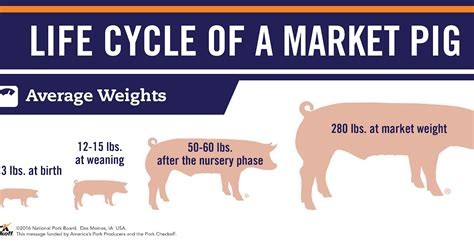 Human Gestation Length Chart