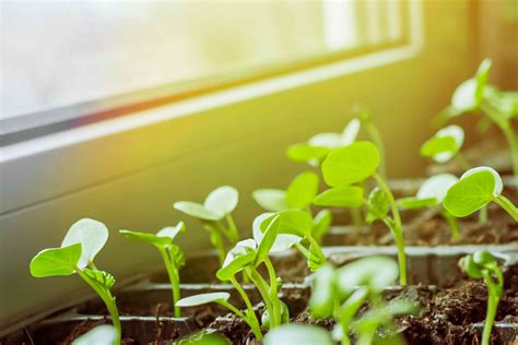 How to Start Seeds Indoors: The Complete Guide