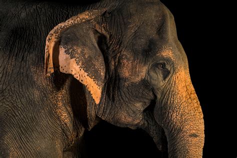 Sri Lankan Elephant (Elephas maximus maximus) - Joel Sartore